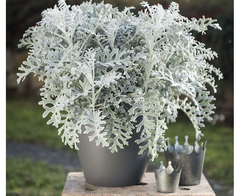 Серебристые листья. Цинерария Приморская cineraria maritima. Цинерария Приморская (Senecio cineraria). Цинерария Приморская сильвердаст. Цинерария Приморская серебряная пыль.